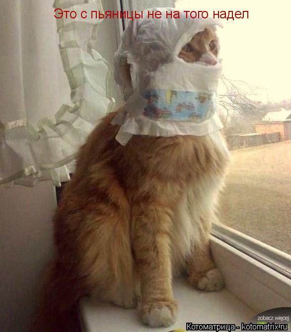 Это с пьяницы не на того надел... Котоматрица: Это с пьяницы не на того надел