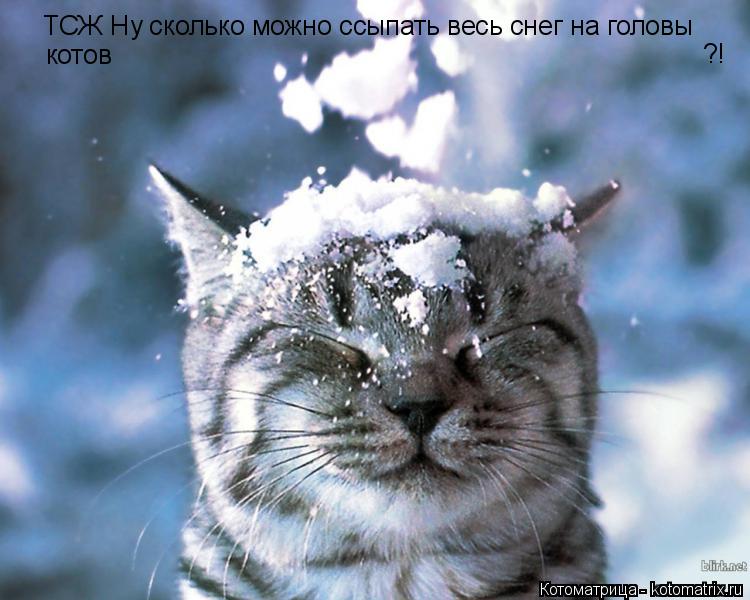 ТСЖ Ну сколько можно ссыпать весь снег на головы котов ?!... Котоматрица: ТСЖ Ну сколько можно ссыпать весь снег на головы котов ?!