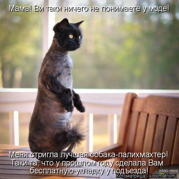 Мама! Ви таки ничего не понимаете у моде! Меня стригла лучшая собака-палихмахтер! Таки та, что у прош... Котоматрица: Мама! Ви таки ничего не понимаете у моде! Меня стригла лучшая собака-палихмахтер! Таки та, что у прошлом году сделала Вам бесплатную укладку
