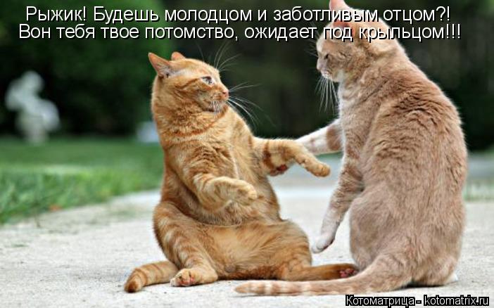 Рыжик! Будешь молодцом и заботливым отцом?! Вон тебя твое потомство, ожидает под крыльцом!!!... Котоматрица: Рыжик! Будешь молодцом и заботливым отцом?! Вон тебя твое потомство, ожидает под крыльцом!!!
