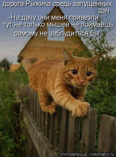 дорога Рыжика средь запущенных дач -На дачу они меня привезли, тут не только мышей не поймаешь самому... Котоматрица: дорога Рыжика средь запущенных дач -На дачу они меня привезли, тут не только мышей не поймаешь самому не заблудиться бы