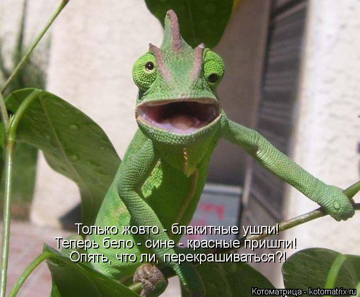 Только жовто - блакитные ушли! Теперь бело - сине - красные пришли! Опять, что ли, перекрашиваться?!... Котоматрица: Только жовто - блакитные ушли! Теперь бело - сине - красные пришли! Опять, что ли, перекрашиваться?!
