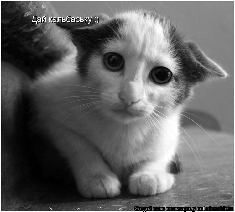 Дай кальбаську :)... Котоматрица: Дай кальбаську :)