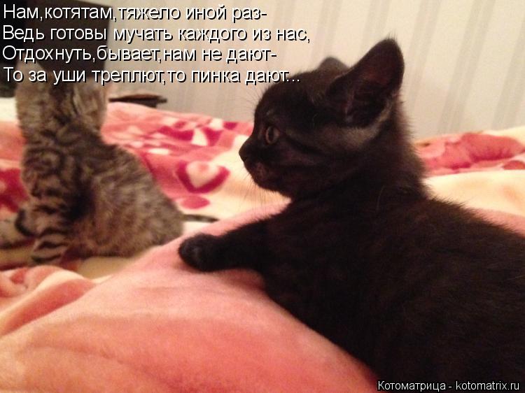 Нам,котятам,тяжело иной раз- Ведь готовы мучать каждого из нас, Отдохнуть,бывает,нам не дают- То за у... Котоматрица: Нам,котятам,тяжело иной раз- Ведь готовы мучать каждого из нас, Отдохнуть,бывает,нам не дают- То за уши треплют,то пинка дают...