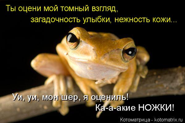Ты оцени мой томный взгляд, загадочность улыбки, нежность кожи... Уи, уи, мон шер, я оцениль! Ка-а-ак... Котоматрица: Ты оцени мой томный взгляд, загадочность улыбки, нежность кожи... Уи, уи, мон шер, я оцениль! Ка-а-акие НОЖКИ!