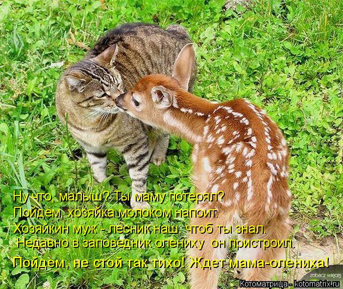 Ну что, малыш? Ты маму потерял? Пойдем, хозяйка молоком напоит. Хозяйкин муж - лесник наш, чтоб ты зн... Котоматрица: Ну что, малыш? Ты маму потерял? Пойдем, хозяйка молоком напоит. Хозяйкин муж - лесник наш, чтоб ты знал. Недавно в заповедник олениху он прист