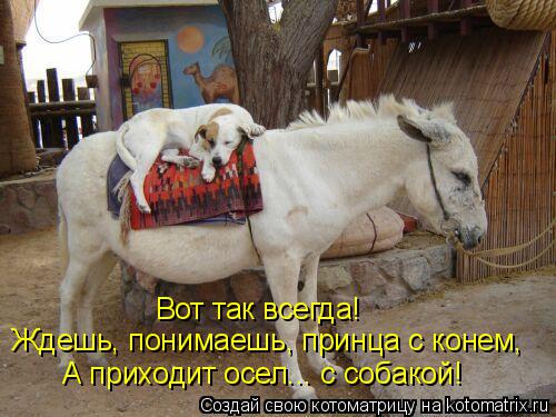 Вот так всегда! Ждешь, понимаешь, принца с конем, А приходит осел... с собакой!... Котоматрица: Вот так всегда! Ждешь, понимаешь, принца с конем, А приходит осел... с собакой!