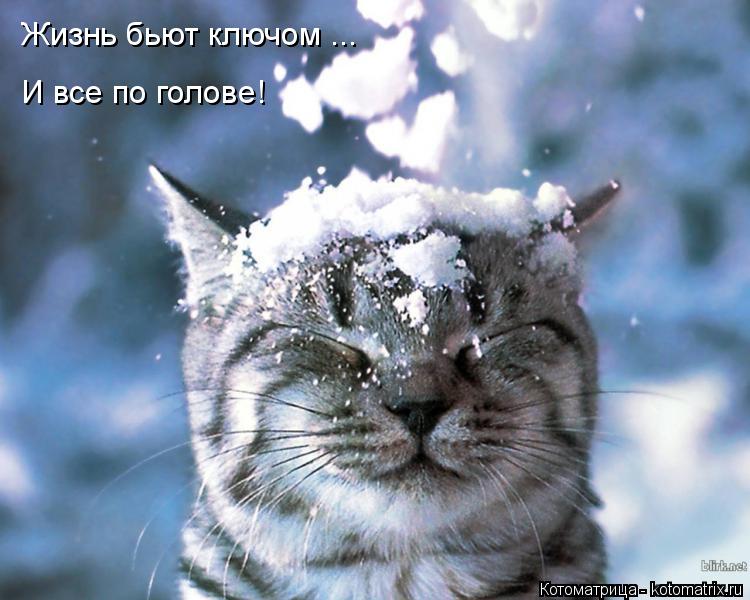 Жизнь бьют ключом ... И все по голове!... Котоматрица: Жизнь бьют ключом ... И все по голове!