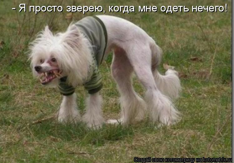 - Я просто зверею, когда мне одеть нечего!... Котоматрица: - Я просто зверею, когда мне одеть нечего!