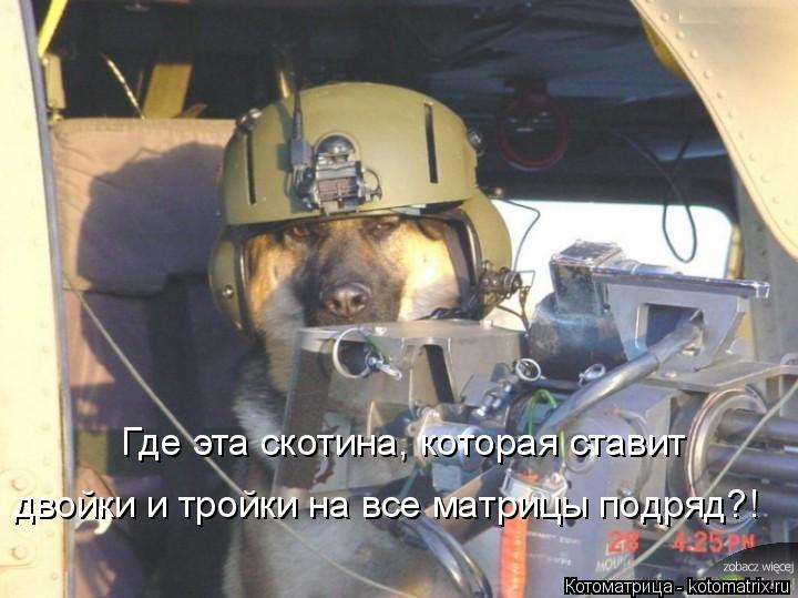 Где эта скотина, которая ставит двойки и тройки на все матрицы подряд?!... Котоматрица: Где эта скотина, которая ставит двойки и тройки на все матрицы подряд?!