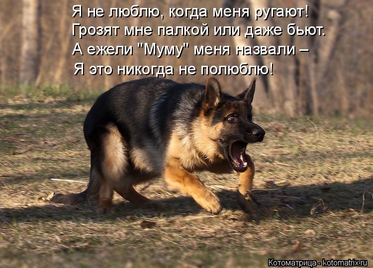 Я не люблю, когда меня ругают! Грозят мне палкой или даже бьют. А ежели "Муму" меня назвали – Я это ... Котоматрица: Я не люблю, когда меня ругают! Грозят мне палкой или даже бьют. А ежели "Муму" меня назвали – Я это никогда не полюблю!