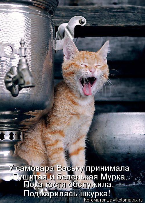 Пока гостя обслужила, Поджарилась шкурка! У самовара Ваську принимала Пушитая и беленькая Мурка.... Котоматрица: Пока гостя обслужила, Поджарилась шкурка! У самовара Ваську принимала Пушитая и беленькая Мурка.
