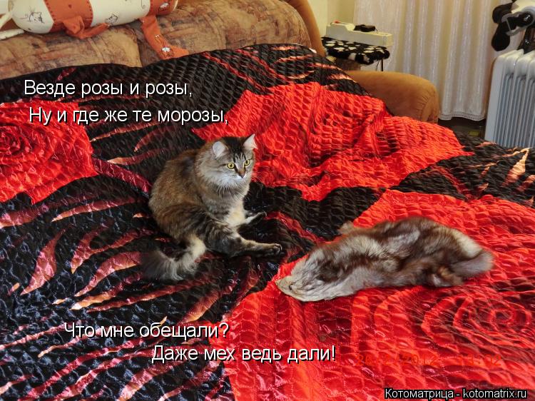 Везде розы и розы, Ну и где же те морозы, Что мне обещали? Даже мех ведь дали!... Котоматрица: Везде розы и розы, Ну и где же те морозы, Что мне обещали? Даже мех ведь дали!