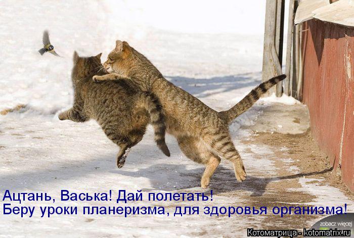 Беру уроки планеризма, для здоровья организма! Ацтань, Васька! Дай полетать!... Котоматрица: Беру уроки планеризма, для здоровья организма! Ацтань, Васька! Дай полетать!