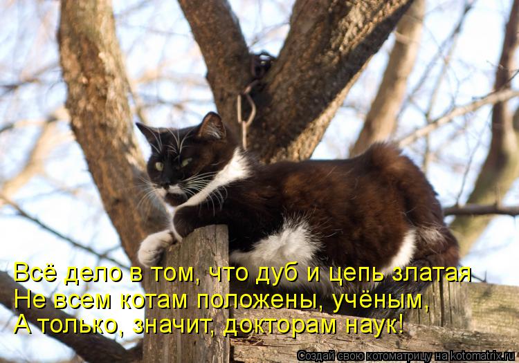 Всё дело в том, что дуб и цепь златая Не всем котам положены, учёным, А только, значит, докторам наук... Котоматрица: Всё дело в том, что дуб и цепь златая Не всем котам положены, учёным, А только, значит, докторам наук!