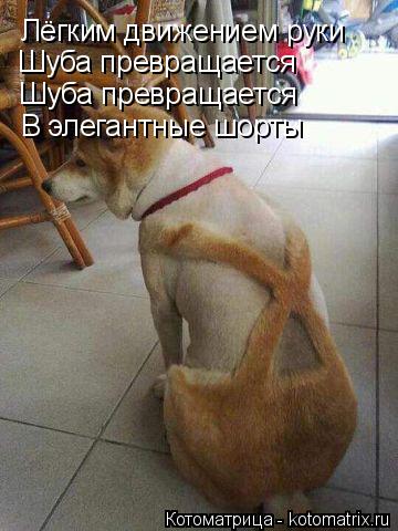 Лёгким движением руки Шуба превращается Шуба превращается В элегантные шорты... Котоматрица: Лёгким движением руки Шуба превращается Шуба превращается В элегантные шорты