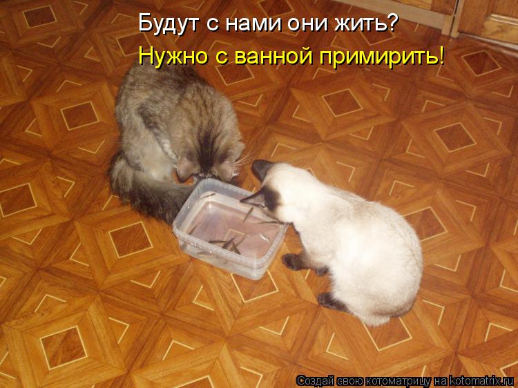 Будут с нами они жить? Нужно с ванной примирить!... Котоматрица: Будут с нами они жить? Нужно с ванной примирить!