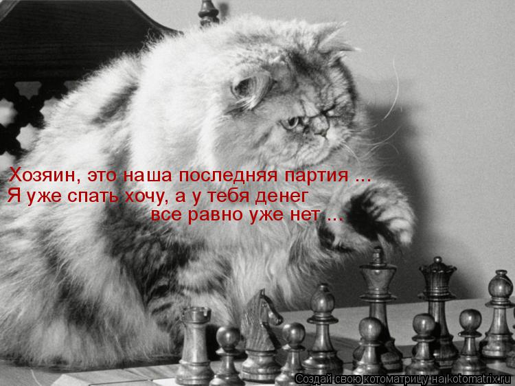 Хозяин, это наша последняя партия ... Я уже спать хочу, а у тебя денег все равно уже нет ...... Котоматрица: Хозяин, это наша последняя партия ... Я уже спать хочу, а у тебя денег все равно уже нет ...