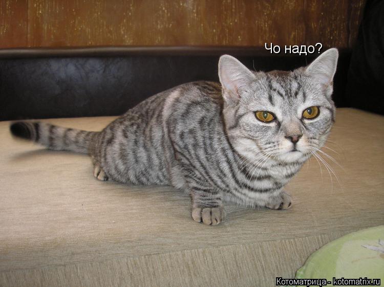 Чо надо?... Котоматрица: Чо надо?