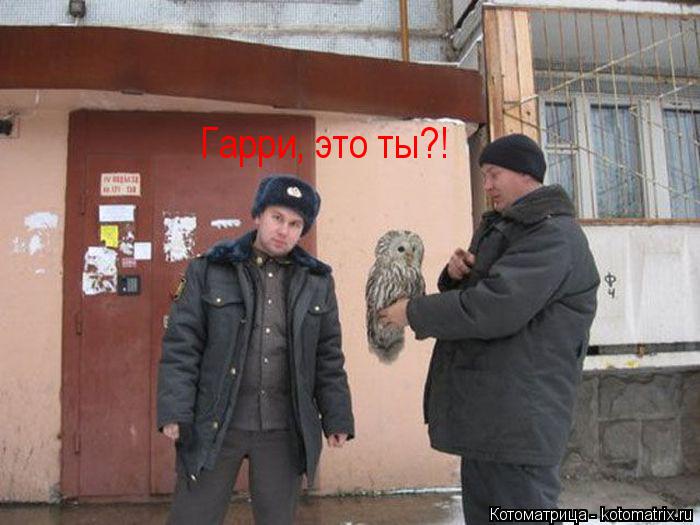 Гарри, это ты?!... Котоматрица: Гарри, это ты?!