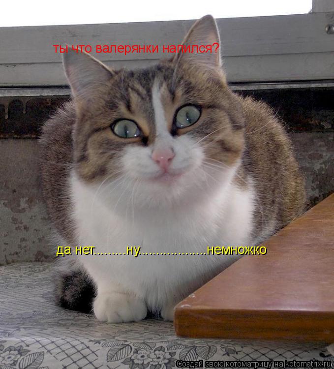 ты что валерянки напился? да нет.........ну...................немножко... Котоматрица: ты что валерянки напился? да нет.........ну...................немножко
