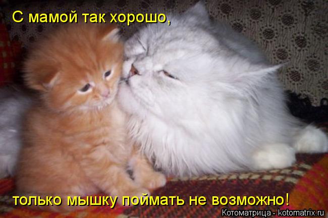 С мамой так хорошо, только мышку поймать не возможно!... Котоматрица: С мамой так хорошо, только мышку поймать не возможно!