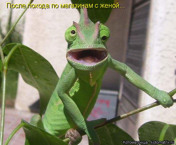 После похода по магазинам с женой...... Котоматрица: После похода по магазинам с женой...