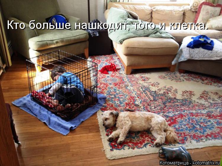 Кто больше нашкодит, того и клетка.... Котоматрица: Кто больше нашкодит, того и клетка.