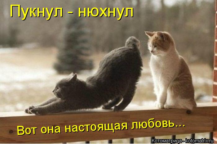 Пукнул - нюхнул Вот она настоящая любовь...... Котоматрица: Пукнул - нюхнул Вот она настоящая любовь...