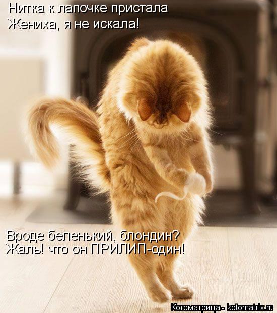 Нитка к лапочке пристала Жениха, я не искала! Вроде беленький, блондин? Жаль! что он ПРИЛИП-один!... Котоматрица: Нитка к лапочке пристала Жениха, я не искала! Вроде беленький, блондин? Жаль! что он ПРИЛИП-один!