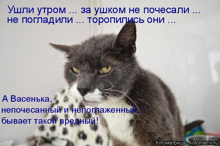 Ушли утром ... за ушком не почесали ... не погладили ... торопились они ... непочесанный и непоглаж... Котоматрица: Ушли утром ... за ушком не почесали ... не погладили ... торопились они ... непочесанный и непоглаженный, А Васенька, бывает такой вредный!