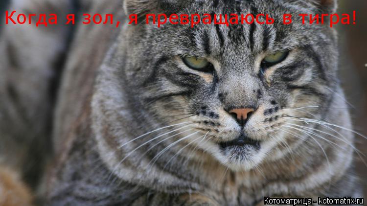 Когда я зол, я превращаюсь в тигра!... Котоматрица: Когда я зол, я превращаюсь в тигра!