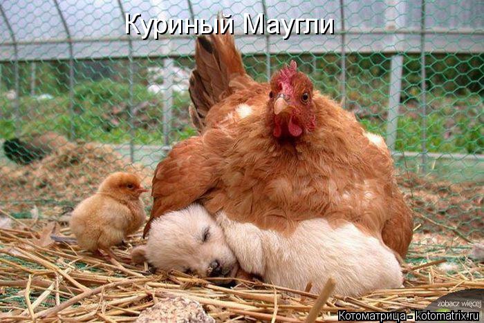 Куриный Маугли... Котоматрица: Куриный Маугли