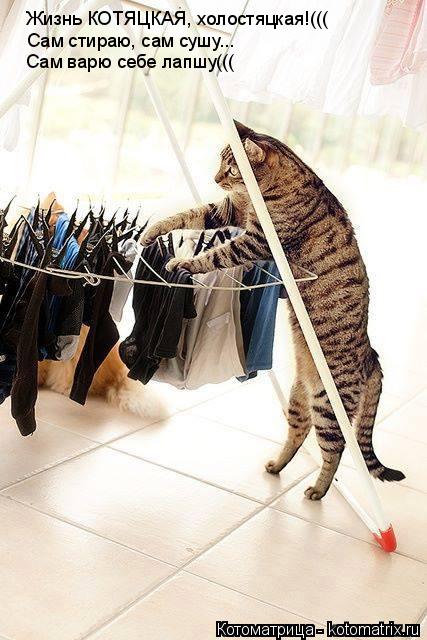 Жизнь КОТЯЦКАЯ, холостяцкая!((( Сам стираю, сам сушу... Сам варю себе лапшу(((... Котоматрица: Жизнь КОТЯЦКАЯ, холостяцкая!((( Сам стираю, сам сушу... Сам варю себе лапшу(((