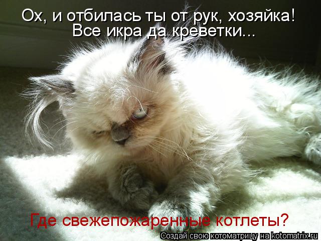 Ох, и отбилась ты от рук, хозяйка! Все икра да креветки... Где свежепожаренные котлеты?... Котоматрица: Ох, и отбилась ты от рук, хозяйка! Все икра да креветки... Где свежепожаренные котлеты?