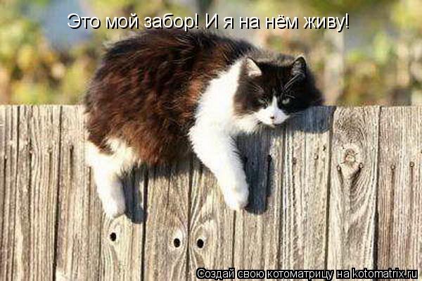 Это мой забор! И я на нём живу!... Котоматрица: Это мой забор! И я на нём живу!