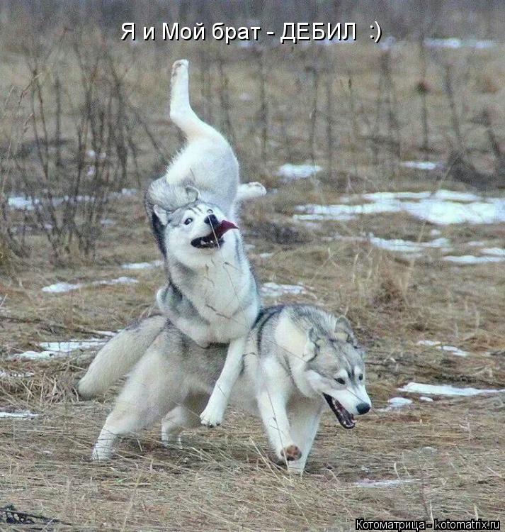 Я и Мой брат - ДЕБИЛ :)... Котоматрица: Я и Мой брат - ДЕБИЛ :)