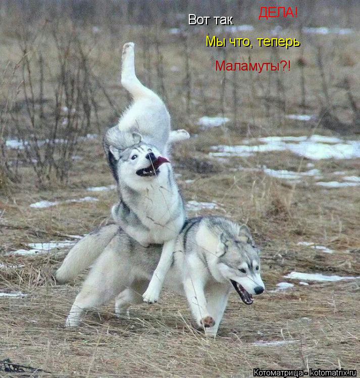 Вот так ДЕЛА! Мы что, теперь Маламуты?!... Котоматрица: Вот так ДЕЛА! Мы что, теперь Маламуты?!