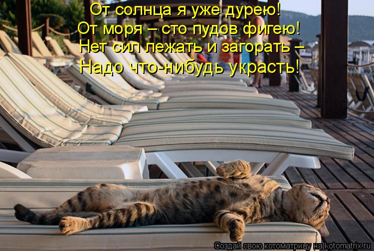 От солнца я уже дурею! От моря – сто пудов фигею! Нет сил лежать и загорать – Надо что-нибудь украсть... Котоматрица: От солнца я уже дурею! От моря – сто пудов фигею! Нет сил лежать и загорать – Надо что-нибудь украсть!