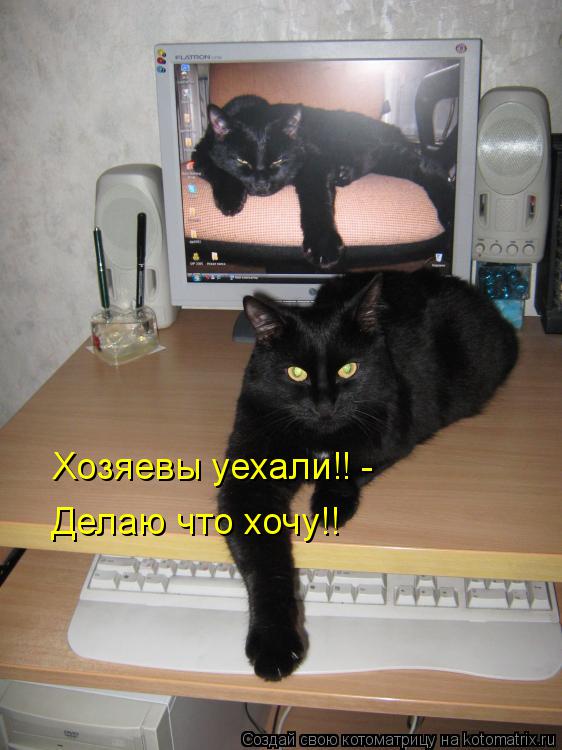 Хозяевы уехали!! - Делаю что хочу!!... Котоматрица: Хозяевы уехали!! - Делаю что хочу!!