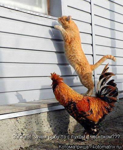 ЭЭЭЭЭ! Зачем рыбу-то с луком и чесноком???... Котоматрица: ЭЭЭЭЭ! Зачем рыбу-то с луком и чесноком???