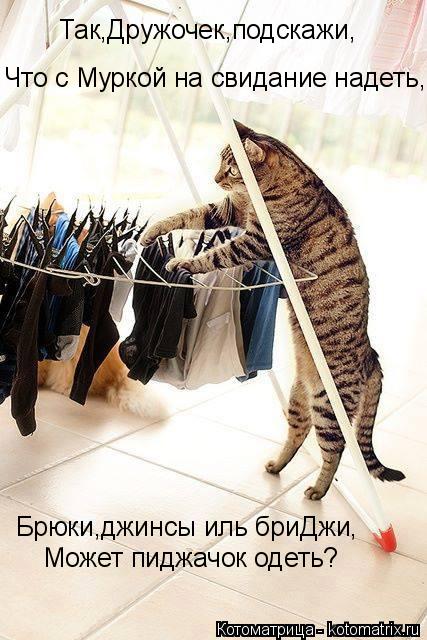 Что с Муркой на свидание надеть, Брюки,джинсы иль бриДжи, Может пиджачок одеть? Так,Дружочек,подскажи... Котоматрица: Что с Муркой на свидание надеть, Брюки,джинсы иль бриДжи, Может пиджачок одеть? Так,Дружочек,подскажи,