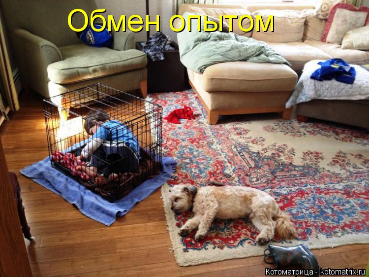 Обмен опытом... Котоматрица: Обмен опытом