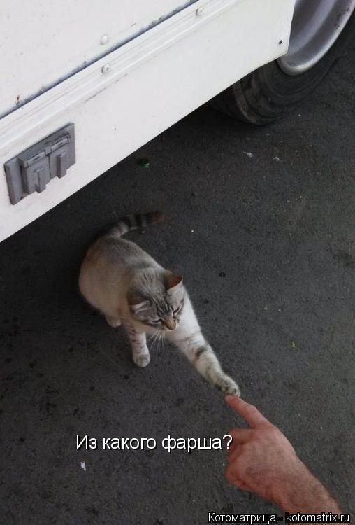 Из какого фарша?... Котоматрица: Из какого фарша?
