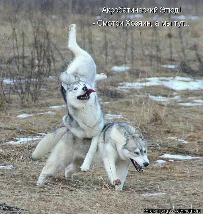 Акробатический Этюд! - Смотри Хозяин, а мы тут...... Котоматрица: Акробатический Этюд! - Смотри Хозяин, а мы тут...