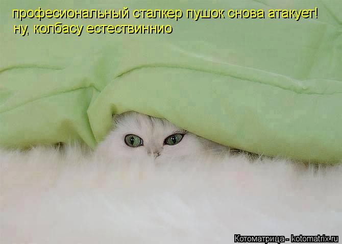 професиональный сталкер пушок снова атакует! ну, колбасу естествиннио... Котоматрица: професиональный сталкер пушок снова атакует! ну, колбасу естествиннио