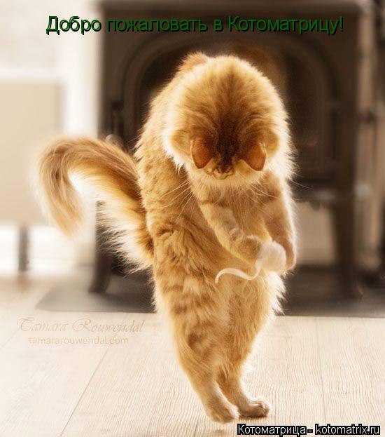 Добро пожаловать в Котоматрицу! Добро пожаловать в Котоматрицу!... Котоматрица: Добро пожаловать в Котоматрицу! Добро пожаловать в Котоматрицу!