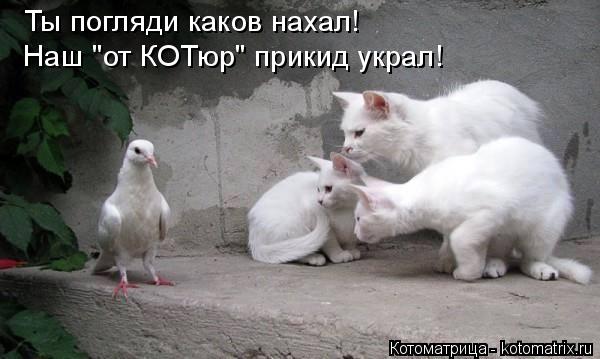 Ты погляди каков нахал! Наш "от КОТюр" прикид украл!... Котоматрица: Ты погляди каков нахал! Наш "от КОТюр" прикид украл!