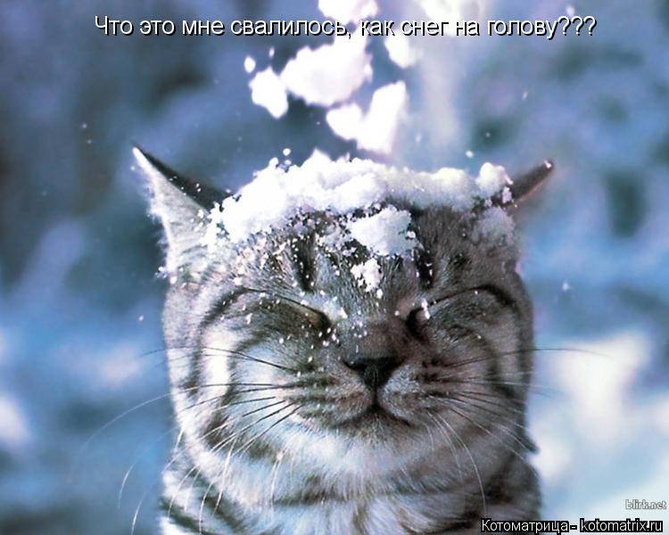 Что это мне свалилось, как снег на голову???... Котоматрица: Что это мне свалилось, как снег на голову???
