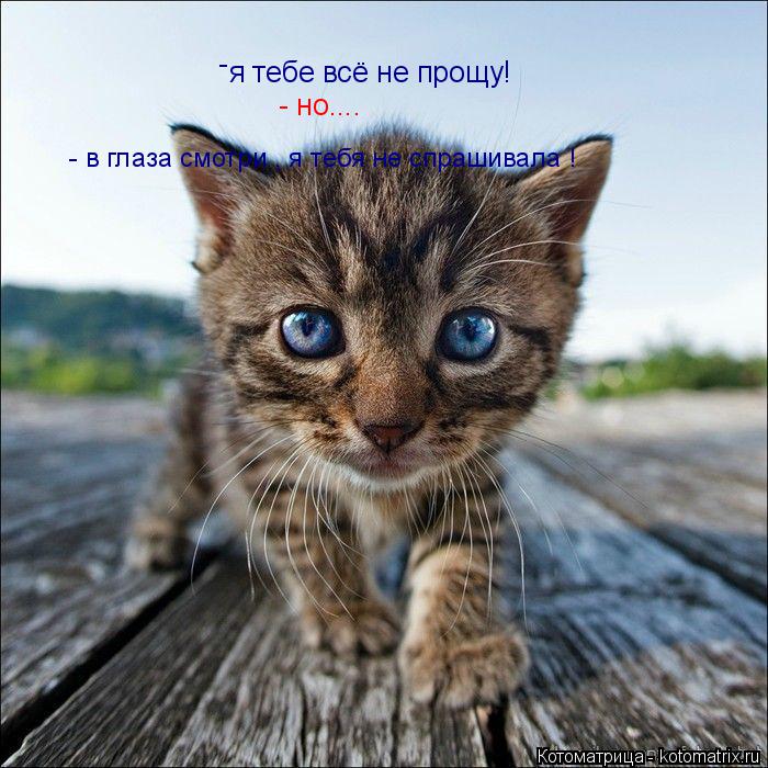 я тебе всё не прощу! - - но.... - в глаза смотри , я тебя не спрашивала !... Котоматрица: я тебе всё не прощу! - - но.... - в глаза смотри , я тебя не спрашивала !